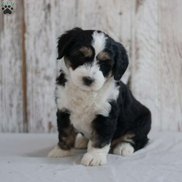 Flossie, Mini Bernedoodle Puppy